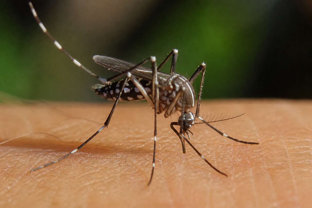 Moustique tigre et dengue : de quoi parle-t-on exactement