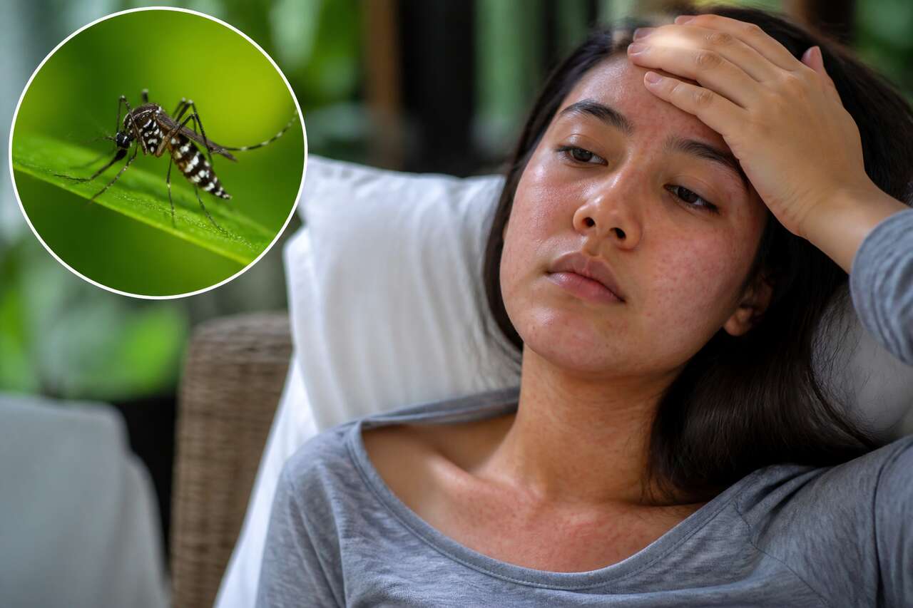 Sympt&ocirc;mes de la dengue : premiers signes, &eacute;volution et signaux d&rsquo;alerte